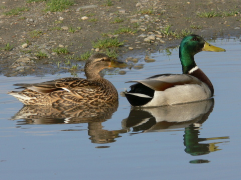 ka�ica div�
 (Anas platyrhynchos
)