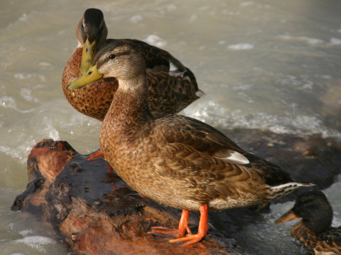 ka�ica div�
 (Anas platyrhynchos
)