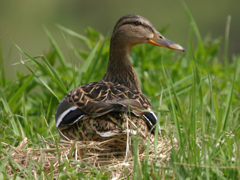 ka�ica div�
 (Anas platyrhynchos
)