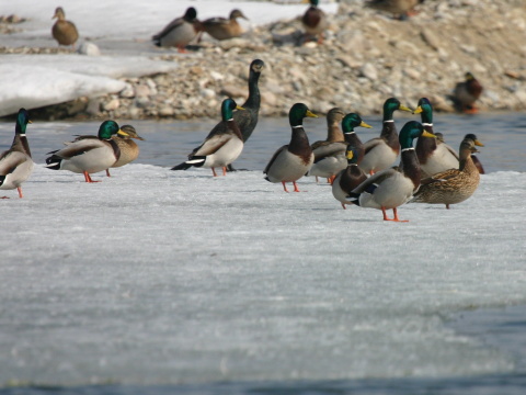 ka�ica div�
 (Anas platyrhynchos
)