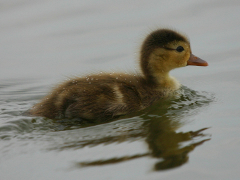 ka�ica div�
 (Anas platyrhynchos
)