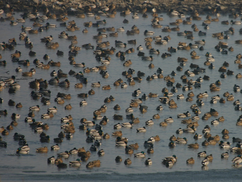 ka�ica div�
 (Anas platyrhynchos
)