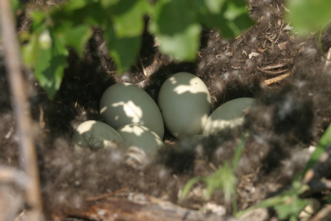 ka�ica div�
 (Anas platyrhynchos
)