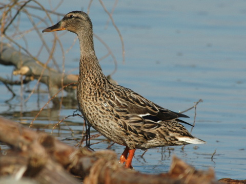 ka�ica div�
 (Anas platyrhynchos
)