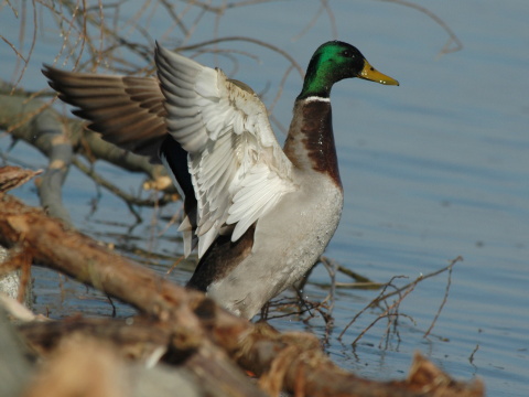 ka�ica div�
 (Anas platyrhynchos
)