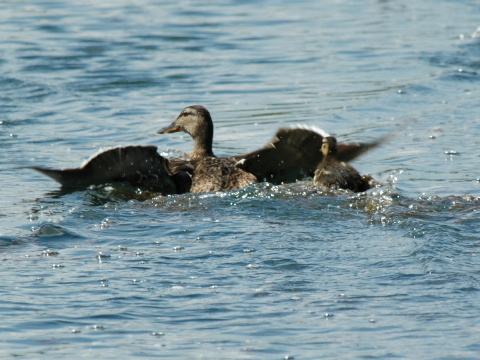 ka�ica div�
 (Anas platyrhynchos
)
