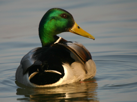 ka�ica div�
 (Anas platyrhynchos
)