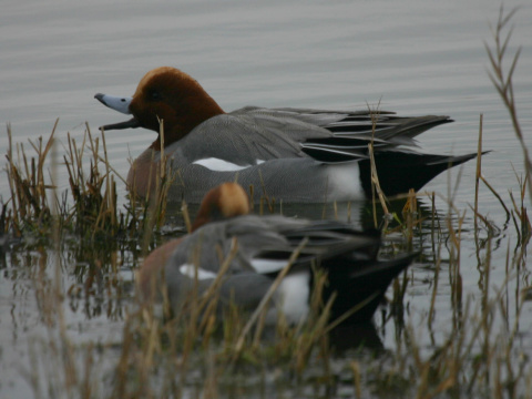 ka�ica hv�zdav� / ka�ica hv�zd�rka
 (Anas penelope
)