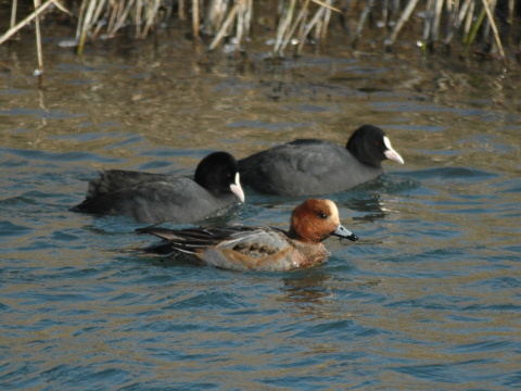 ka�ica hv�zdav� / ka�ica hv�zd�rka
 (Anas penelope
)