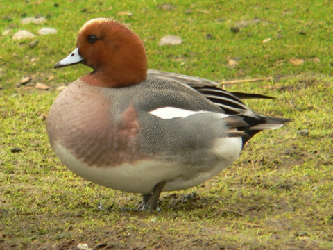 ka�ica hv�zdav� / ka�ica hv�zd�rka
 (Anas penelope
)