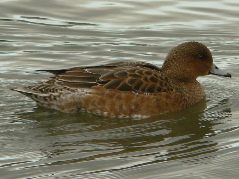 ka�ica hv�zdav� / ka�ica hv�zd�rka
 (Anas penelope
)