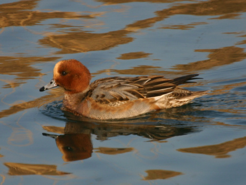 ka�ica hv�zdav� / ka�ica hv�zd�rka
 (Anas penelope
)