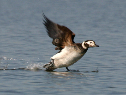 ka�ica �adov� / �adovka dlhochvost� 
 (Clangula hyemalis
)