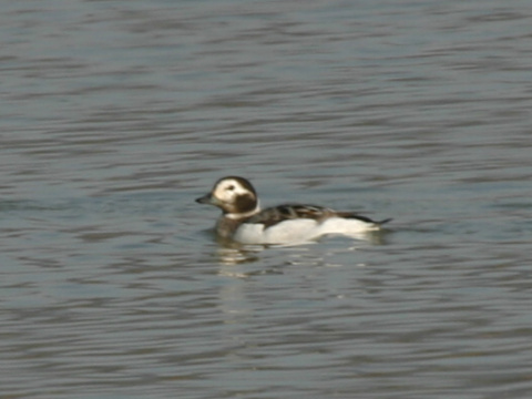 ka�ica �adov� / �adovka dlhochvost� 
 (Clangula hyemalis
)