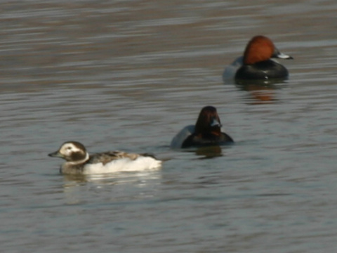 ka�ica �adov� / �adovka dlhochvost� 
 (Clangula hyemalis
)