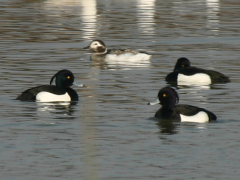 ka�ica �adov� / �adovka dlhochvost� 
 (Clangula hyemalis
)