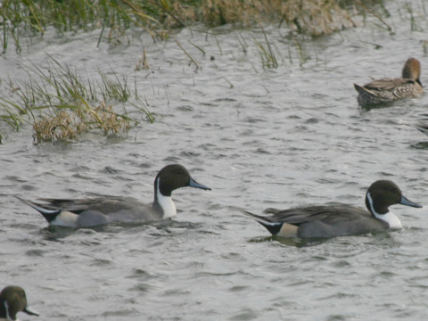ka�ica ostrochvost�
 (Anas acuta
)