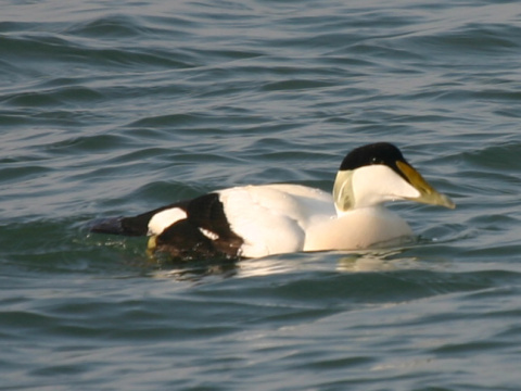 kajka morsk�
 (Somateria mollissima
)