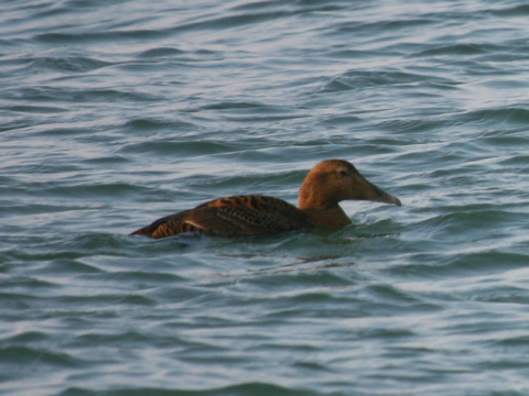 kajka morsk�
 (Somateria mollissima
)