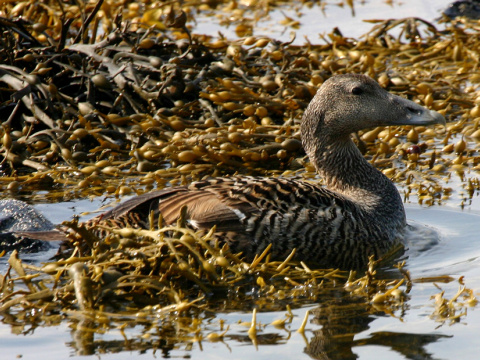 kajka morsk�
 (Somateria mollissima
)
