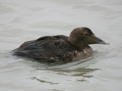 kajka morsk�
 (Somateria mollissima
)