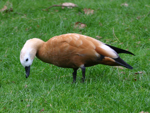 kazarka hrdzav�
 (Tadorna ferruginea
)