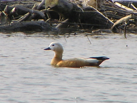 kazarka hrdzav�
 (Tadorna ferruginea
)