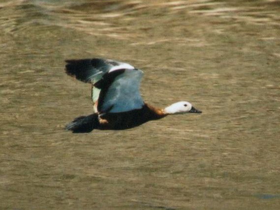 kazarka hrdzav�
 (Tadorna ferruginea
)