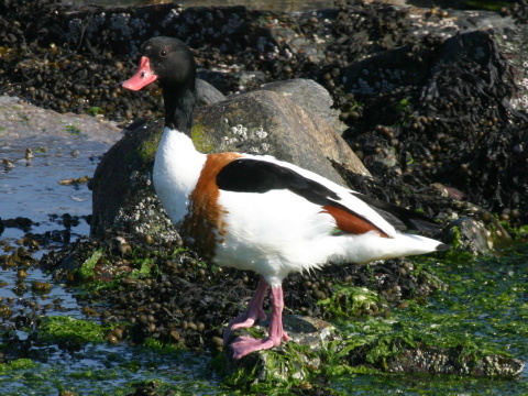 kazarka pestr�
 (Tadorna tadorna
)