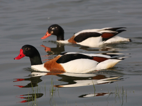 kazarka pestr�
 (Tadorna tadorna
)