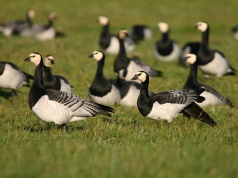 bernikla bielol�ca
 (Branta leucopsis
)