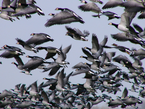 bernikla bielol�ca
 (Branta leucopsis
)