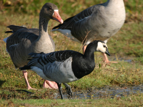 bernikla bielol�ca
 (Branta leucopsis
)