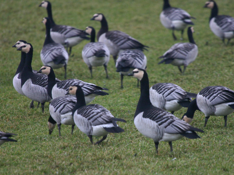 bernikla bielol�ca
 (Branta leucopsis
)