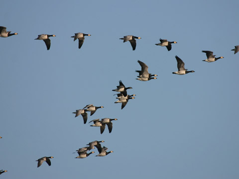 bernikla bielol�ca
 (Branta leucopsis
)