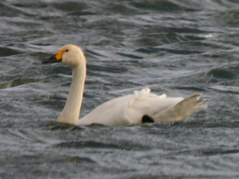 labu� tundrov� / labu� mal�
 (Cygnus columbianus
)