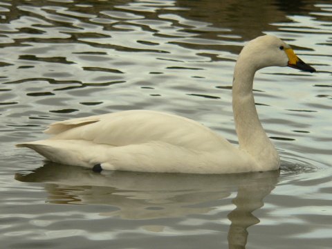labu� tundrov� / labu� mal�
 (Cygnus columbianus
)