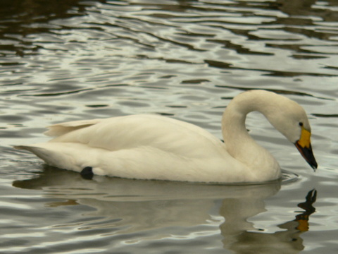 labu� tundrov� / labu� mal�
 (Cygnus columbianus
)