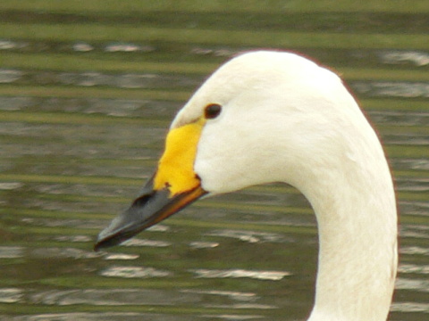labu� tundrov� / labu� mal�
 (Cygnus columbianus
)