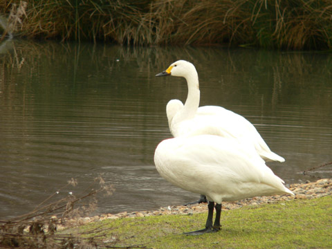 labu� tundrov� / labu� mal�
 (Cygnus columbianus
)