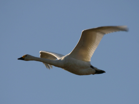 labu� tundrov� / labu� mal�
 (Cygnus columbianus
)