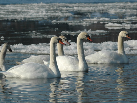 labu� hrbozob� / labu� ve�k�
 (Cygnus olor
)