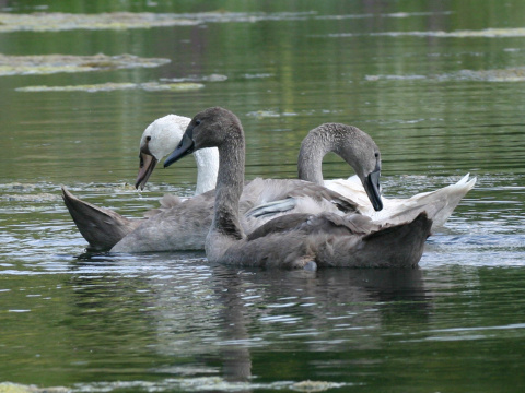 labu� hrbozob� / labu� ve�k�
 (Cygnus olor
)