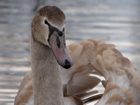 labu� hrbozob� / labu� ve�k�
 (Cygnus olor
)