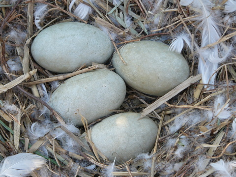 labu� hrbozob� / labu� ve�k�
 (Cygnus olor
)