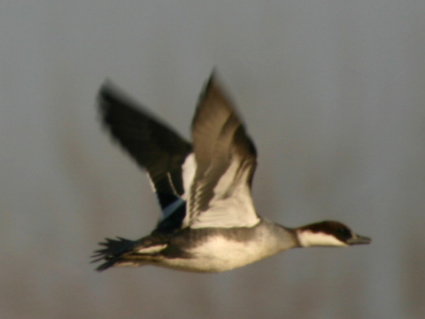 pot�pa� biely / pot�pa� mal�
 (Mergellus albellus
)