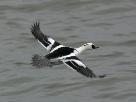 pot�pa� biely / pot�pa� mal�
 (Mergellus albellus
)