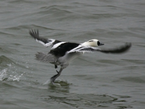 pot�pa� biely / pot�pa� mal�
 (Mergellus albellus
)