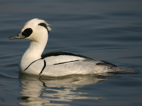 pot�pa� biely / pot�pa� mal�
 (Mergellus albellus
)