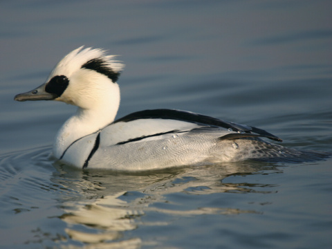 pot�pa� biely / pot�pa� mal�
 (Mergellus albellus
)